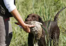 Der Curly Coated Retriever: Ein besonderer Vierbeiner mit Lockenpracht