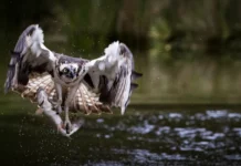 Die faszinierenden Jagdtechniken von Fischadlern und Fischfängern.