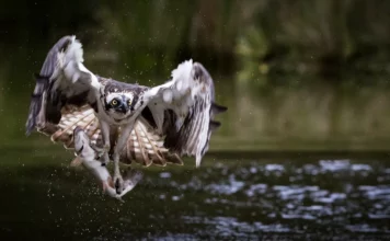 Die faszinierenden Jagdtechniken von Fischadlern und Fischfängern.
