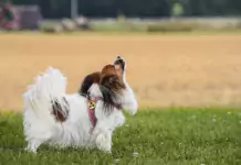 Die Bedeutung von Hunden in der Arbeit mit Menschen mit Sehbehinderungen.