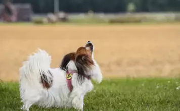 Die Bedeutung von Hunden in der Arbeit mit Menschen mit Sehbehinderungen.
