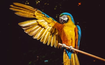 Die beeindruckende Intelligenz von Papageien und Sittichen.