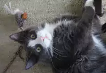 DIY-Projekte für Katzenliebhaber: Kratzbäume, Spielzeuge und mehr.