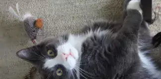 Katze an die Transportbox gewöhnen: kleine Schritte für ruhigere Tierarztbesuche Schwarz-weiße Katze liegt neben einer Spielzeugmaus