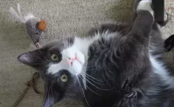 Katze an die Transportbox gewöhnen: kleine Schritte für ruhigere Tierarztbesuche Schwarz-weiße Katze liegt neben einer Spielzeugmaus