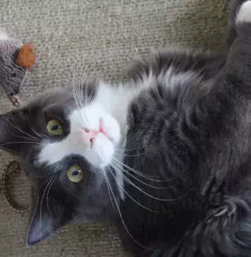 Katze an die Transportbox gewöhnen: kleine Schritte für ruhigere Tierarztbesuche Schwarz-weiße Katze liegt neben einer Spielzeugmaus
