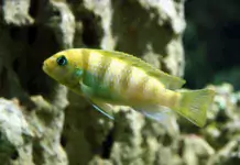 Die Bedeutung von Wasserzirkulation und Strömung im Süßwasseraquarium