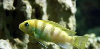 Gelber Aquarienfisch vor Wasserpflanzen