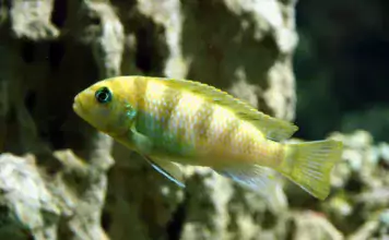 Die Bedeutung von Wasserzirkulation und Strömung im Süßwasseraquarium