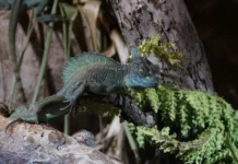 Terraristik und ihre Verbindung zur Botanik