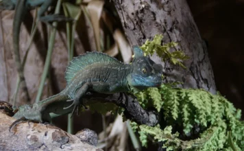 Terraristik und ihre Verbindung zur Botanik