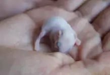 Hamsterzucht: Worauf es bei der Zucht und Aufzucht ankommt