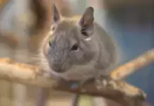 Chinchillas und ihre Verhaltensweisen: Von Klettern bis zum Sandbaden