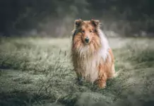Der Collie: Ein treuer Freund und faszinierender Begleiter