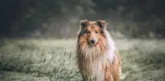 Langhaariger Collie sitzt auf einer Wiese