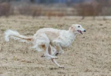 Der Barsoi: Eleganz und Geschwindigkeit in Hundeform