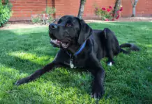 Rassetypische Verhaltensmerkmale: Was Sie über Ihre Hundesrasse wissen sollten.