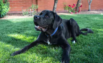 Rassetypische Verhaltensmerkmale: Was Sie über Ihre Hundesrasse wissen sollten.