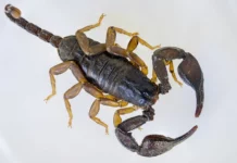 Pflege und Haltung von Echten Skorpionen