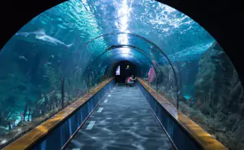 Aquarium-DIY-Projekte: Selbstgebaute Filter und Dekorationen
