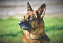 Der Deutsche Schäferhund: Eine Rasse im Portrait