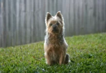Der Australian Terrier: Ein charmanter kleiner Krieger aus Down Under