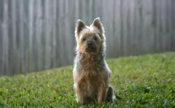 Der Australian Terrier: Ein charmanter kleiner Krieger aus Down Under