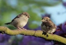 Die erstaunlichen Mimikry-Fähigkeiten einiger Vögel.