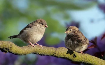 Die erstaunlichen Mimikry-Fähigkeiten einiger Vögel.