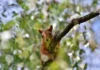 Wilde Tiere und ihre Rolle in der Verbreitung von Samen durch Waldtiere Eichhörnchen auf einem Baumast