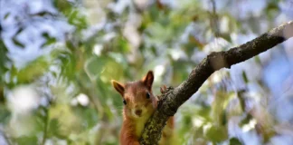 Eichhörnchen auf einem Baumast