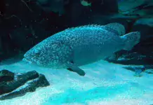 Die faszinierende Welt der Raritäten und Exoten im Gesellschaftsaquarium