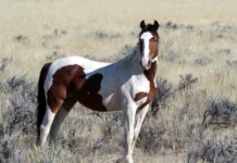 Die Faszination von Pferde-Gentling: Die Arbeit mit wilden Pferden