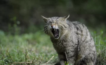 Die geheimnisvolle Welt der wilden Katzenarten.