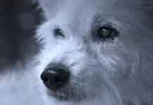 Die faszinierende Geschichte der Hunde-Domestizierung