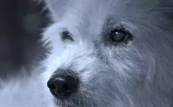 Die faszinierende Geschichte der Hunde-Domestizierung