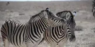 Zebras stehen in einer trockenen Landschaft