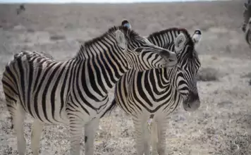 Die erstaunlichen Überlebensstrategien von Tieren in der Trockenzeit Zebras stehen in einer trockenen Landschaft