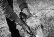 Wie man Hunde vor Hitze schützt: Sommerliche Vorsichtsmaßnahmen Wie man Hunde vor Hitze schützt: Sommerliche Vorsichtsmaßnahmen