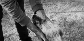 Wie man Hunde vor Hitze schützt: Sommerliche Vorsichtsmaßnahmen