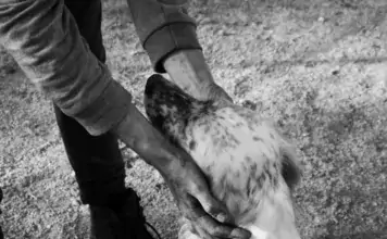 Wie man Hunde vor Hitze schützt: Sommerliche Vorsichtsmaßnahmen Wie man Hunde vor Hitze schützt: Sommerliche Vorsichtsmaßnahmen