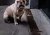 Die besten Möglichkeiten, um Hunde vor Giftködern zu schützen.