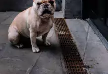 Die besten Möglichkeiten, um Hunde vor Giftködern zu schützen. Die besten Möglichkeiten, um Hunde vor Giftködern zu schützen.