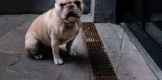 Die besten Möglichkeiten, um Hunde vor Giftködern zu schützen.