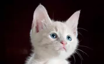 Wie man Katzen beibringt, an der Leine zu gehen. Wie man Katzen beibringt, an der Leine zu gehen.