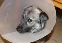 Wie man Angst vor Tierarztbesuchen bei Hunden reduziert. Wie man Angst vor Tierarztbesuchen bei Hunden reduziert.