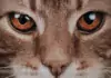 Wie man eine Katze auf ein neues Familienmitglied (Tier oder Mensch) vorbereitet.