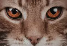 Wie man eine Katze auf ein neues Familienmitglied (Tier oder Mensch) vorbereitet. Wie man eine Katze auf ein neues Familienmitglied (Tier oder Mensch) vorbereitet.