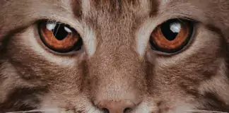 Wie man eine Katze auf ein neues Familienmitglied (Tier oder Mensch) vorbereitet.