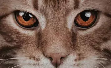 Wie man eine Katze auf ein neues Familienmitglied (Tier oder Mensch) vorbereitet. Wie man eine Katze auf ein neues Familienmitglied (Tier oder Mensch) vorbereitet.